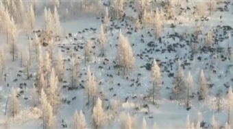 Панические статьи о нашествии волков оказались фейком 