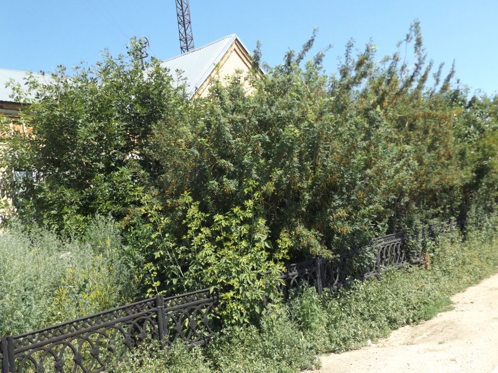 DSCF0470.JPG