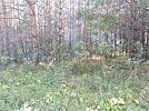 Горит парк поколений