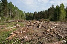 В Нагайбакском районе выявят незаконных рубщиков