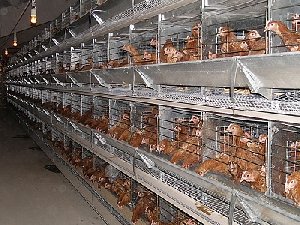 Инвесторов надо поддерживать - считает глава Нагайбакского района Каирбек Сеилов