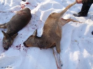 Инспекторы минэкологии задержали браконьеров