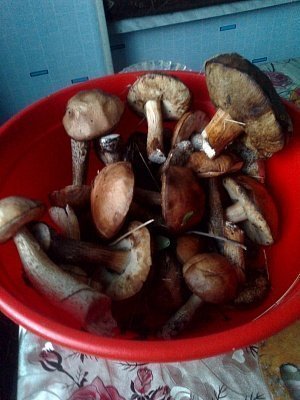 Весенние грибы - такого ещё не было!