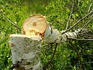 В Нагайбакском районе накажут чёрного лесоруба