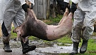 Африканская чума приближается к Нагайбакскому району