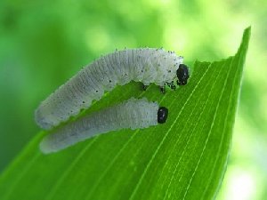 Гусеницы пожирают всё