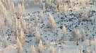 Панические статьи о нашествии волков оказались фейком 