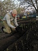 Глава Переселенческого поселения приобрёл саженцы для благоустройства Парка Победы