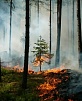 Аномальная жара усиливает опасность пожаров на Южном Урале 