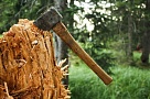 Год условно – за срубленные берёзы