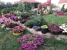 Выбрали «Королеву клумбы»