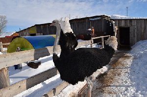 Страусы в уральском Париже зиму переносят нормально