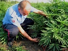 Сообщи, где растёт дурман
