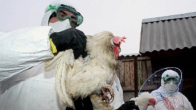 Если вдруг подохнут куры…