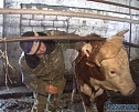 Этот страшный бруцеллёз!