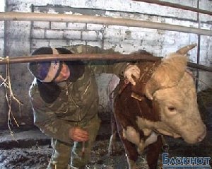 Этот страшный бруцеллёз!