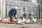 Жители Нагайбакского района могут получить соцконтракт  на ведение ЛПХ