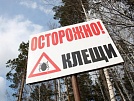 Сколько пострадало от укусов клещей?