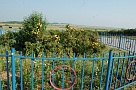 Клумба расцвела