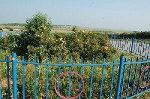 Клумба расцвела