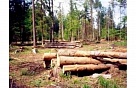 Наломали дров на 5 миллионов