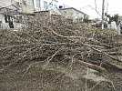 Зачем в Фершампенуазе пилят деревья?
