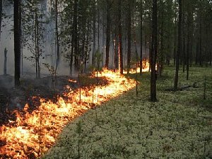 Кто поджёг лес около Знаменки?