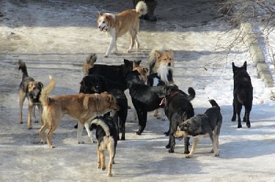 Бродячие собаки стаями бегают по сёлам Нагайбакского района