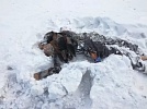В Нагайбакском районе найден труп потерявшегося мужчины
