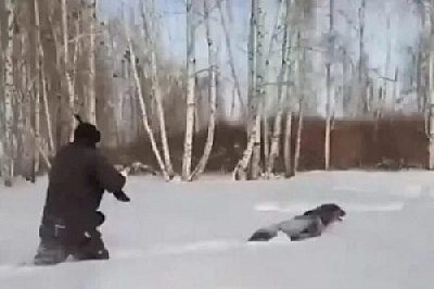 Изуверский случай с собакой возьмут на контроль в Государственной Думе