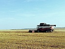 В Нагайбакском районе приступили к обмолоту яровой пшеницы