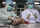 Выставки животных и реализация продукции будут проходить под надзором ветврачей 