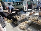 Каких цыплят мы покупаем?