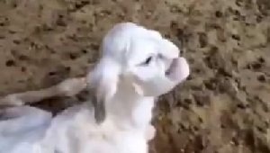 Ягненок с человеческим лицом  поразил ветеринаров