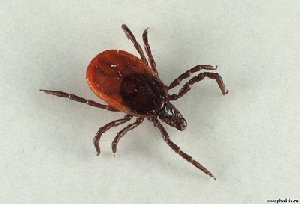 В Нагайбакском районе активизировались клещи