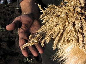 Как помогут селянам?