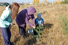 85 сосенок - в честь юбилея