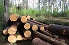 Выписать древесину теперь можно в МФЦ Нагайбакского района 