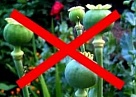 У девушки из Нагайбакского района изъяли гашишное масло и марихуану