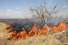 В лес на шашлыки теперь нельзя