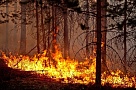 За сгоревший лес заплатит 420 тысяч рублей